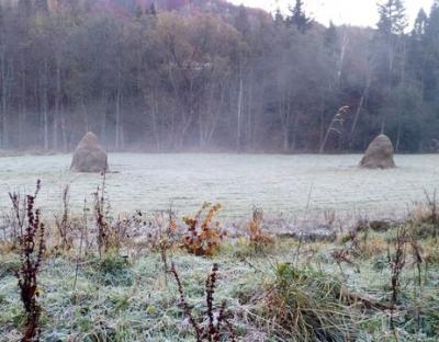 Майданське лісництво заготовляє корми для зубрів на зиму