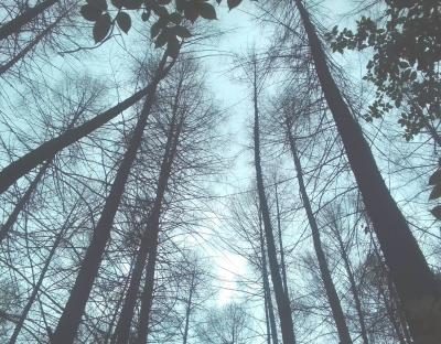 У ДП "Бібрський лісгосп" оздоровили 71% насаджень, уражених всиханням