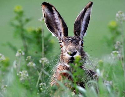 Одне з найцікавіших полювань розпочинається 25 листопада у Рава-Руському лісгоспі