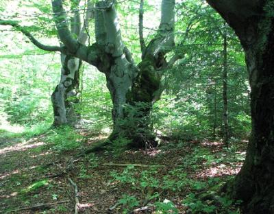 Лісівники Львівщини запропонували включити до складу об’єктів природно-заповідного фонду старовікові насадження