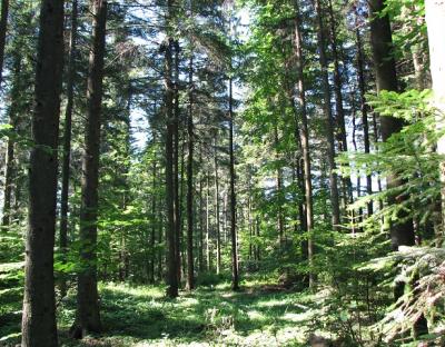 Проведення лісогосподарських заходів в лісах Львівщини обговорюється з громадськістю