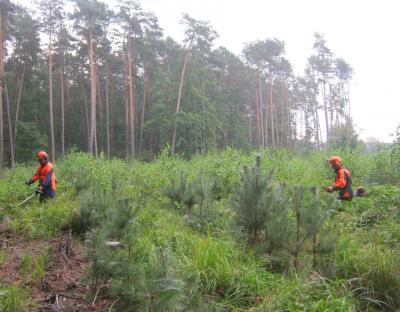 У Бродівському лісгоспі завершили лісокультурні роботи