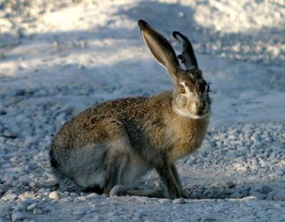 У Радехівському лісомисливському господарстві розпочинається полювання на зайця-руснака