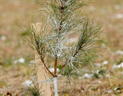 Майбутнє високопродуктивних насаджень