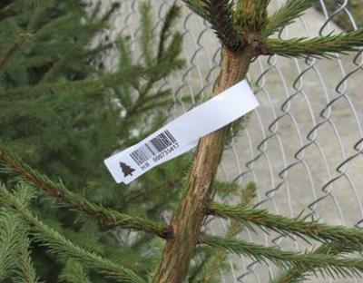 Все, що необхідно знати, про новорічні ялинки