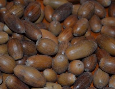 Підприємства Львівського ОУЛМГ заготовили рекордну кількість лісового насіння