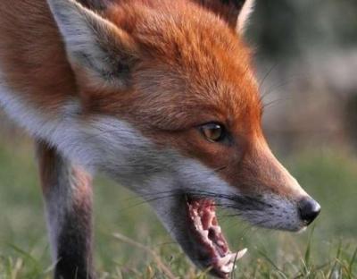 У Старосамбірському районі вакцинуватимуть диких тварин