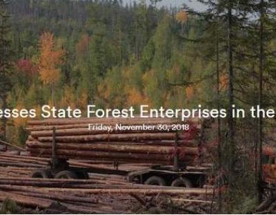 Лісівники державних лісів Львівщини працюють без порушень - стверджує перевірка ASI