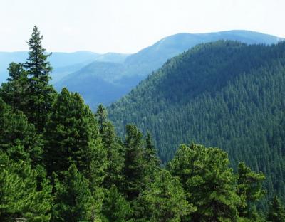 192 га лісу минулоріч відновили лісівники Славського лісгоспу