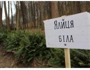 Понад три тисячі дерев за три години: як на Львівщині садили ліс