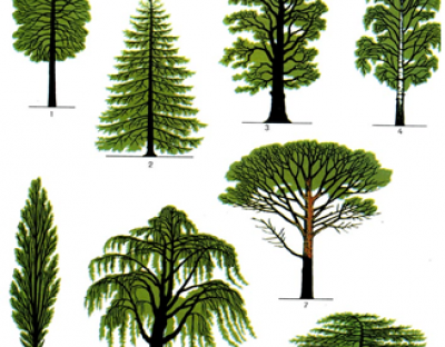 Ціна на деревину. Скільки, чому і як.