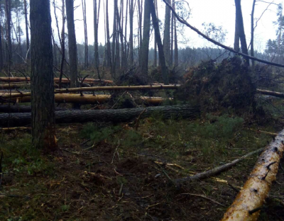 Вітровали і буреломи пошкодили понад 100 га лісів