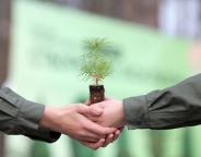 Під час осінньої кампанії у рамках реалізації програми Президента «Зелена країна» у 2021 році висадили майже 58 млн дерев - це на 40 % більше, ніж планувалося