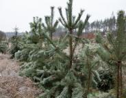 Напередодні новорічних свят Держлісагентство попереджає, що вирубувати ялинки в лісі не можна
