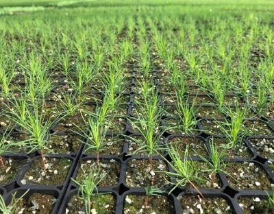 Двадцять перше сторіччя прийшло в ліс або ось чому Карпати будуть зеленими