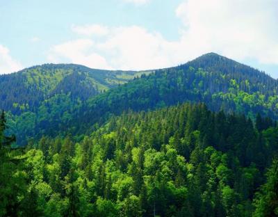 Президент України доручив створити систему контролю за обігом деревини та запустити національну інвентаризацію лісів
