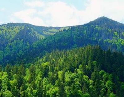 Парламент вдосконалив законодавство щодо заборони суцільних рубок на гірських схилах в ялицево-букових лісах Карпатського регіону