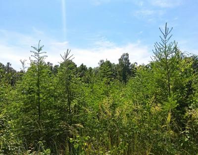 Ліс в нашому краю буде!