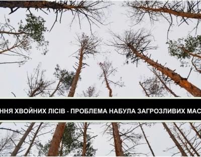 12 червня - наукова конференція про всихання соснових лісів: "біологічна пожежа" сягнула рівня екологічної катастрофи