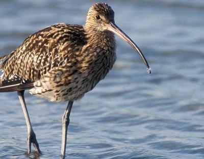 ВЖЕ СКОРО ПОЛЮВАННЯ НА ПЕРНАТИХ