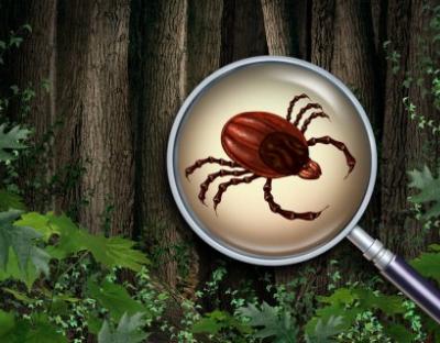 УВАГА! КЛІЩІ!