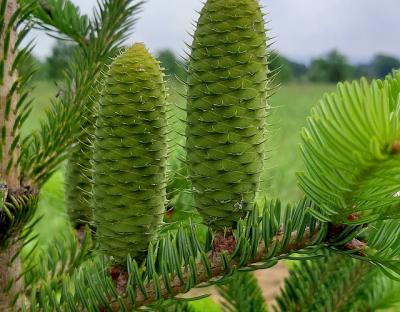 Перший довгоочікуваний урожай на клоновій плантаціії