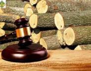 Підсумки аукціонних торгів необробленою деревиною за другий квартал 2021р.