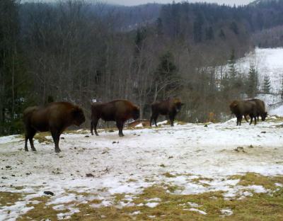 ОБЛІК МИСЛИВСЬКОЇ ФАУНИ В УГІДДЯХ ЛЬВІВЩИНИ  