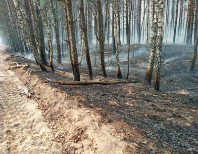 Лісівники Львівщини долучились до ліквідації лісових пожеж у Житомирській області