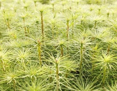 Держлісгоспи Львівщини сплатили 558,4 млн грн податків у бюджет за 2021 рік