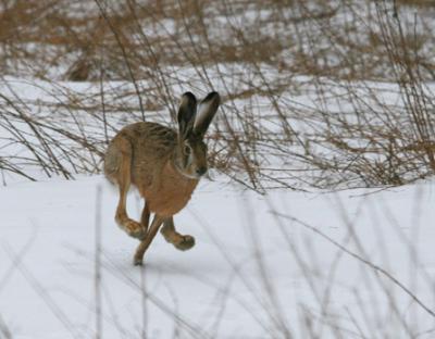 У мисливських угіддях Бібрського лісгоспу збільшується чисельність козулі та зайця-русака