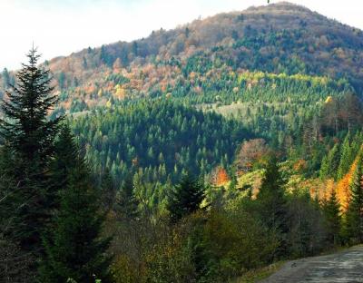 Держлісгоспи Львівщини поповнюють бюджет