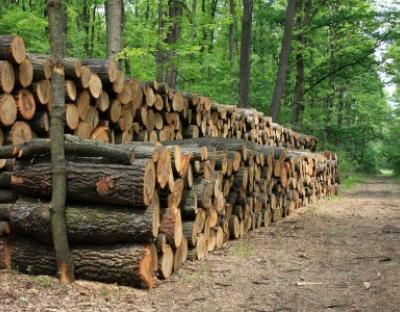 Підсумки роботи по лісозаготівлі за 8 місяців 2019 року