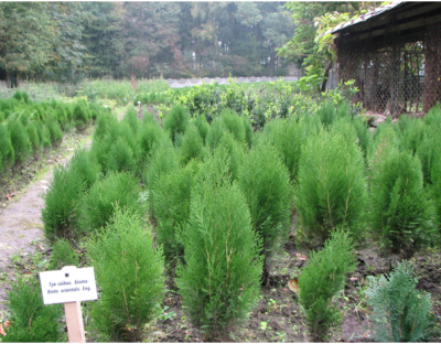В ДП «Самбірський лісгосп» проводять інвентаризацію лісових культур та садивного матеріалу