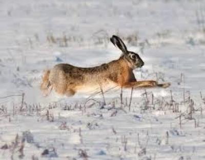 Розпочинаємо полювання на зайців