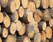 Обсяги заготівлі деревини за 9 місяців 2021 року