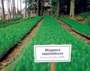 Є кому створювати ліси. Як працює на Львівщині єдине в Україні лісонасіннєве підприємство.