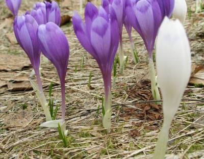 Збережемо рослини-первоцвіти!