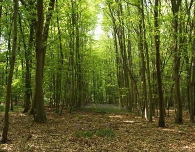 Обсяги  лісозаготівель зростають