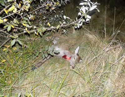 Браконьєри не сплять