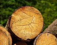 Готуємося до зими: як і де придбати дрова на Львівщині