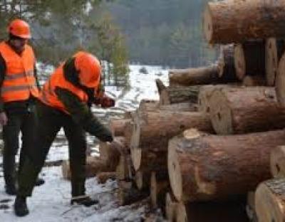 Орієнтовні обсяги заготівлі деревини на 2020 рік 