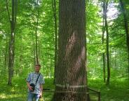 У державних лісогосподарських підприємствах Львівщини проходить інвентаризація об’єктів постійної лісонасіннєвої бази
