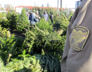 Лісова охорона продовжує рейдові перевірки в місцях продажу новорічних ялинок
