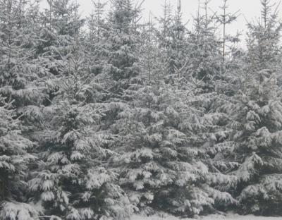 Ялинкова кампанія 2019-2020 років на Львівщині