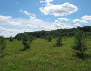 У державних лісогосподарських підприємствах Львівщини проходить інвентаризація об’єктів постійної лісонасіннєвої бази