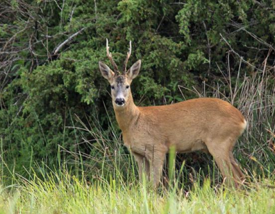 Мисливці розпочали полювання