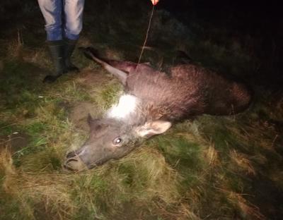 Нещадні браконьєри