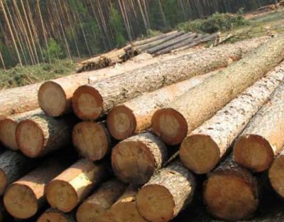 В області обстежили роботу лісопильних об`єктів