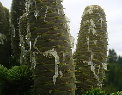 Думка про майбутній ліс зароджується під час заготівлі насіння